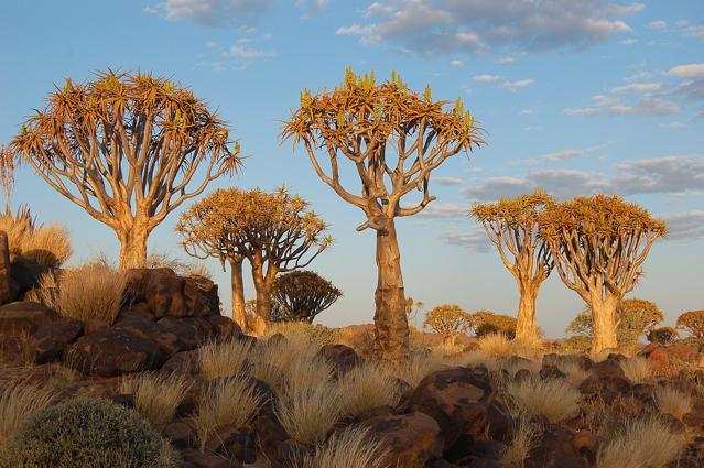 Quiver Tree Forest